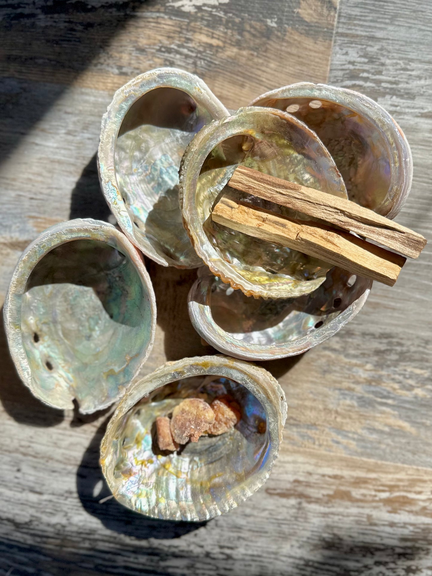Abalone Shells