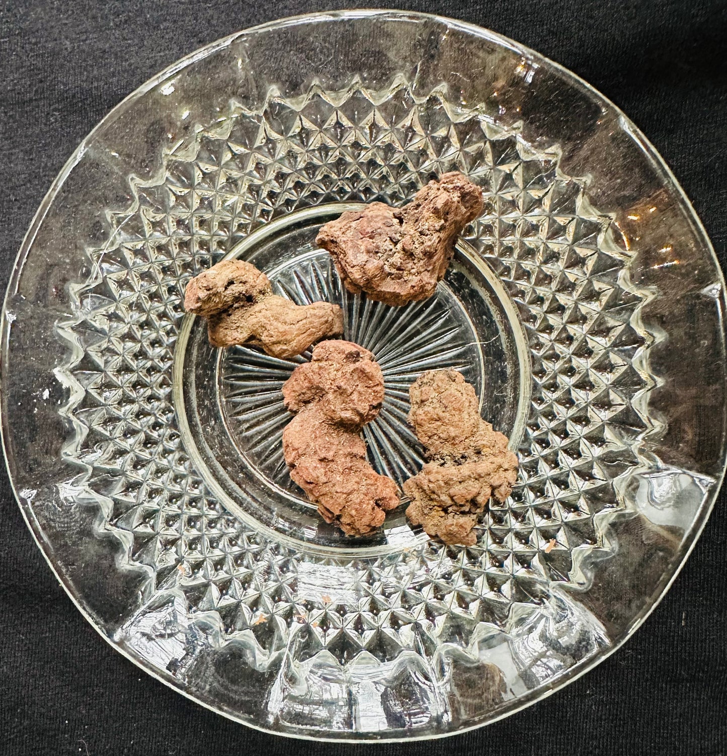 Coprolite