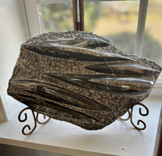 Orthoceras